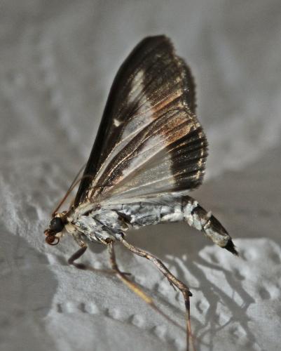 Réf. 238 598 : Cydalima perspectalis